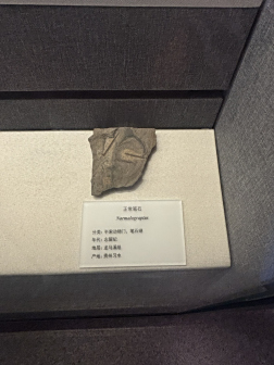 贵州省地质博物馆展品陈列