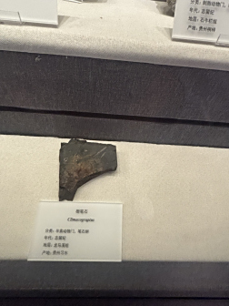 贵州省地质博物馆展品陈列