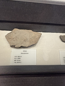 贵州省地质博物馆展品陈列