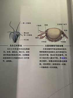 贵州省地质博物馆展厅陈列